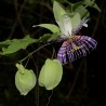 Passiflora serrulata Seeds | Seeds Shop Store