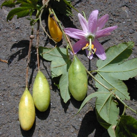 Passiflora tarminiana Seeds (banana passionfruit) | Seeds Shop Store