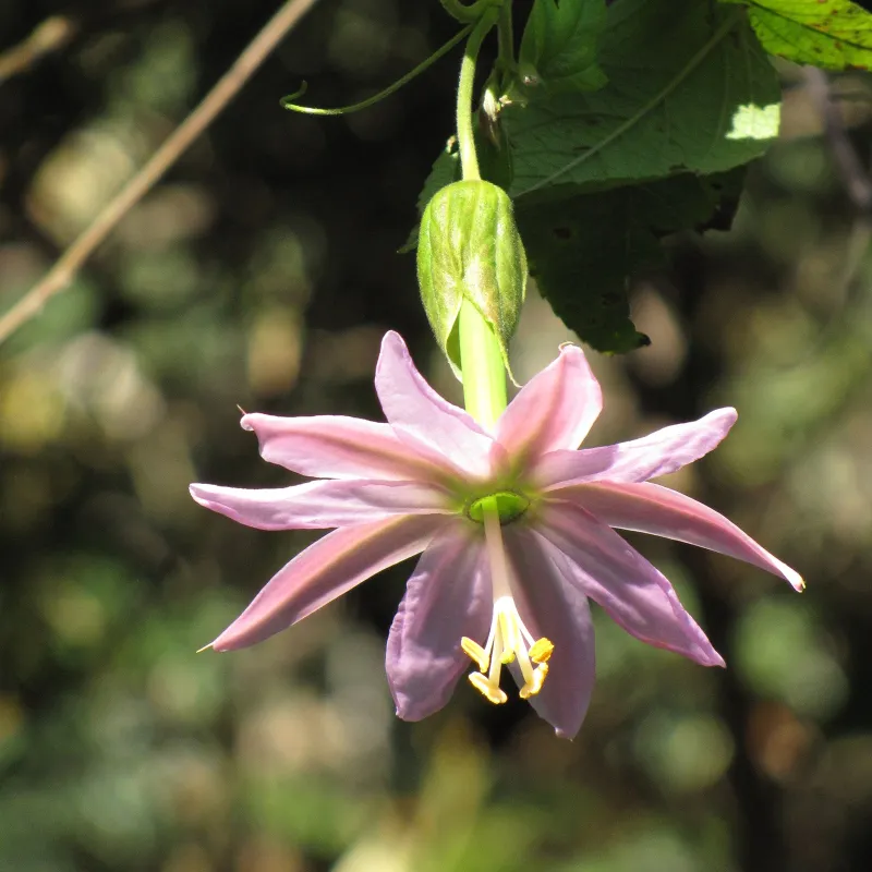 Passiflora tarminiana Seeds (banana passionfruit) | Seeds Shop Store