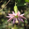 Passiflora tarminiana Seeds (banana passionfruit) | Seeds Shop Store