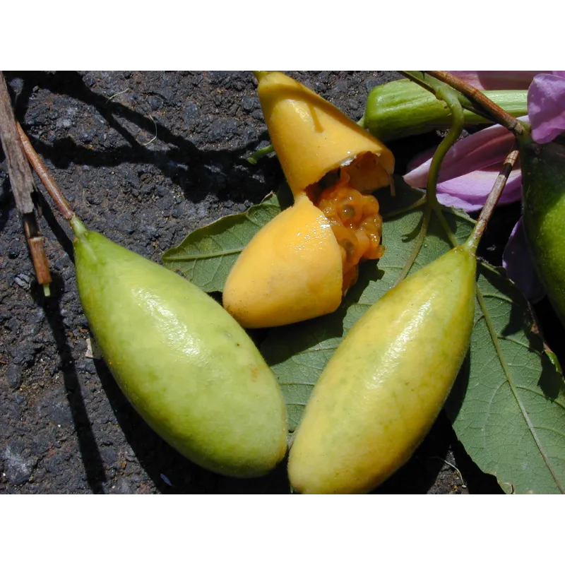 Passiflora tarminiana Seeds (banana passionfruit) | Seeds Shop Store