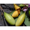 Passiflora tarminiana Seeds (banana passionfruit) | Seeds Shop Store