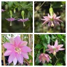 Passiflora tarminiana Seeds (banana passionfruit) | Seeds Shop Store