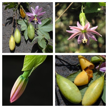 Passiflora tarminiana Seeds (banana passionfruit) | Seeds Shop Store