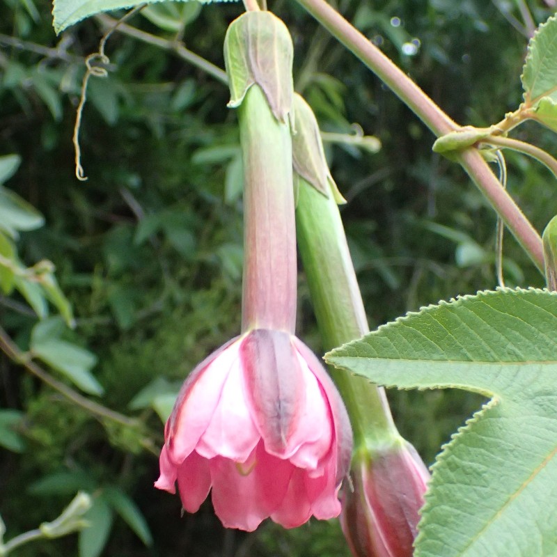 Passiflora tripartita Seeds | Seeds Shop Store