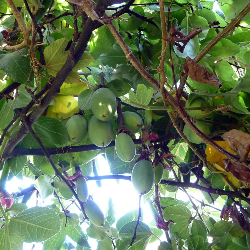 Passiflora tripartita Seeds | Seeds Shop Store