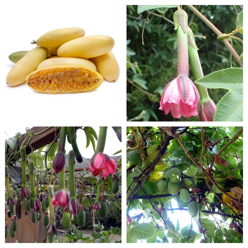 Passiflora tripartita Seeds | Seeds Shop Store
