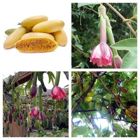 Passiflora tripartita Seeds | Seeds Shop Store