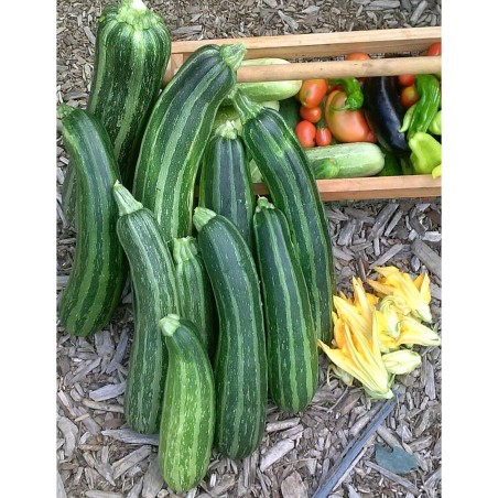 Zucchini seeds Striato d'Italia | Seeds Shop Store
