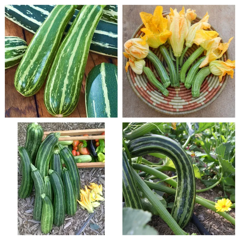 Zucchini seeds Striato d'Italia | Seeds Shop Store