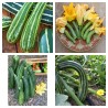 Zucchini seeds Striato d'Italia | Seeds Shop Store