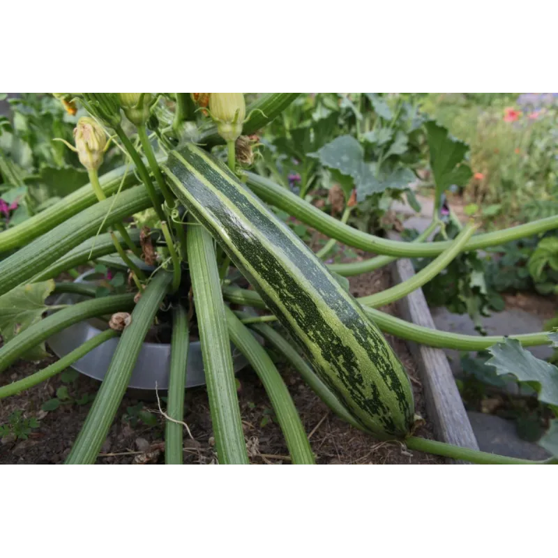 Zucchini seeds Striato d'Italia | Seeds Shop Store