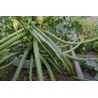 Zucchini seeds Striato d'Italia | Seeds Shop Store