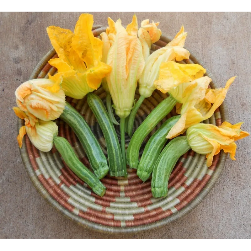 Zucchini seeds Striato d'Italia | Seeds Shop Store