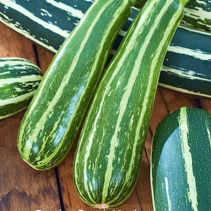 Zucchini seeds Striato d'Italia | Seeds Shop Store