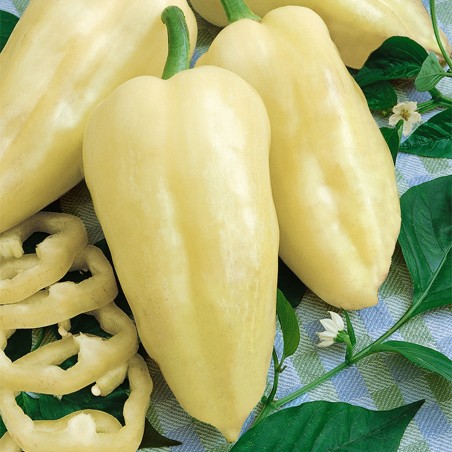 Hungarian Bell pepper seeds Amy | Seeds Shop Store