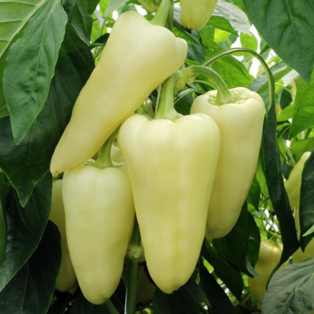 Hungarian Bell pepper seeds Amy | Seeds Shop Store