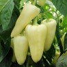 Hungarian Bell pepper seeds Amy | Seeds Shop Store