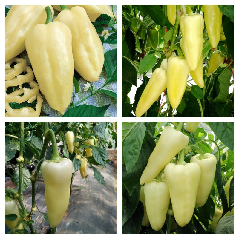 Hungarian Bell pepper seeds Amy | Seeds Shop Store