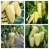 Hungarian Bell pepper seeds Amy | Seeds Shop Store
