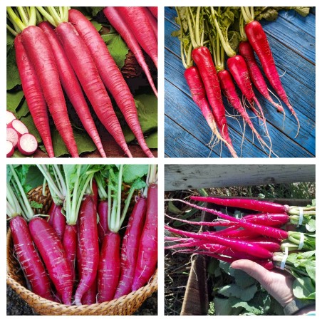 Sementes de Rabanete Rosa de Páscoa | Seeds Shop Store