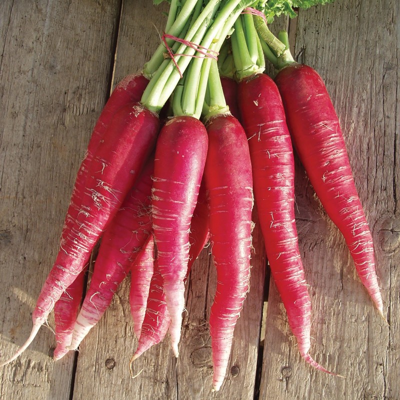 Sementes de Rabanete Rosa de Páscoa | Seeds Shop Store