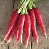 Sementes de Rabanete Rosa de Páscoa | Seeds Shop Store
