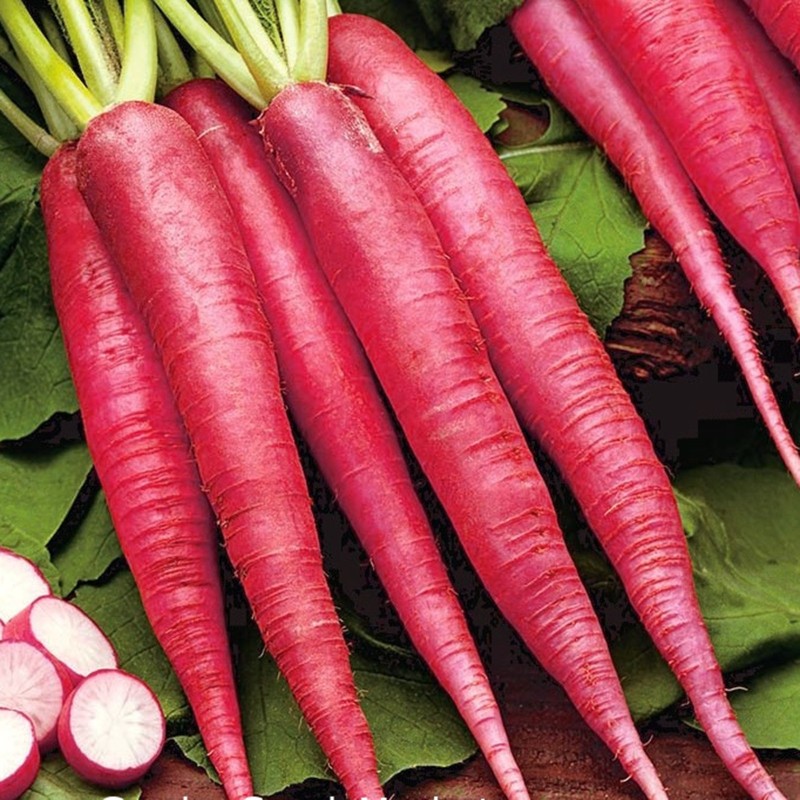 Sementes de Rabanete Rosa de Páscoa | Seeds Shop Store