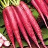Sementes de Rabanete Rosa de Páscoa | Seeds Shop Store