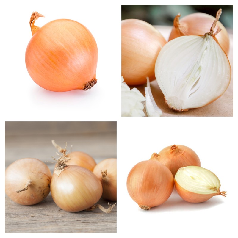 Graines d'oignon hongrois Tisza | Seeds Shop Store