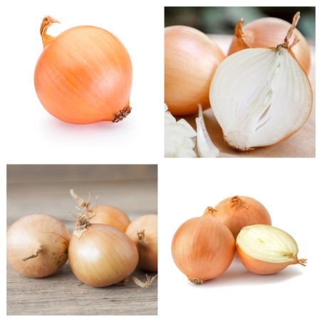 Graines d'oignon hongrois Tisza | Seeds Shop Store