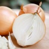 Tisza Hungarian Onion Seeds | Seeds Shop Store