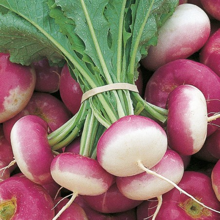 Beet Kranjska round seeds | Seeds Shop Store