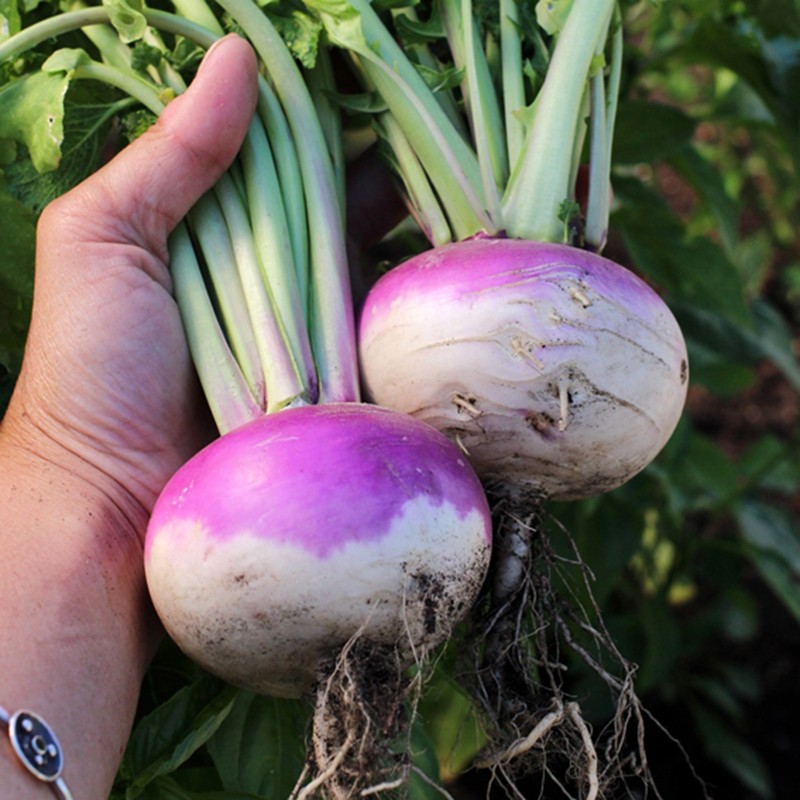 Beet Kranjska round seeds | Seeds Shop Store