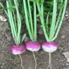 Turnip seeds Early Purple | Seeds Shop Store