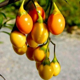 Maçã-canguru - Sementes de poroporo (Solanum laciniatum) - 2.25