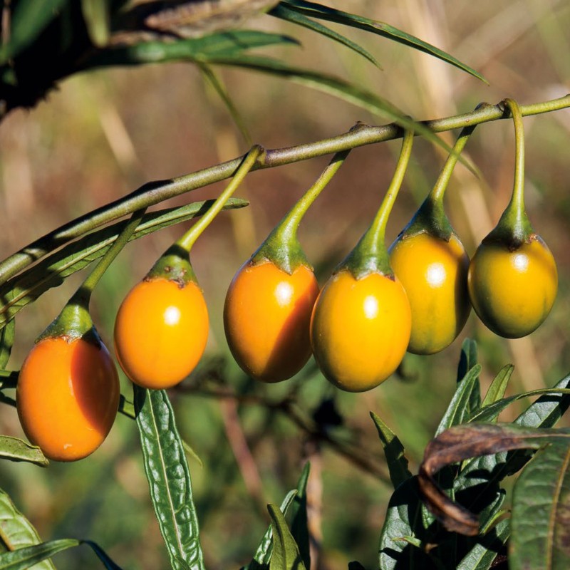 Känguruhapfel, Poroporo Samen (Solanum laciniatum) | Seeds Shop Store