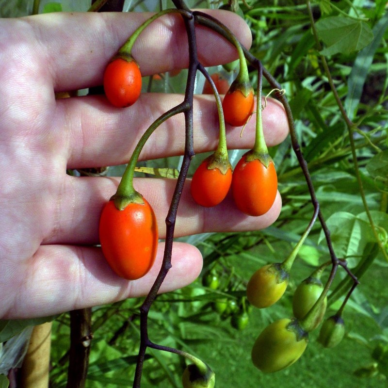 Känguruhapfel, Poroporo Samen (Solanum laciniatum) | Seeds Shop Store