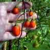 Känguruhapfel, Poroporo Samen (Solanum laciniatum) | Seeds Shop Store
