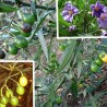 Känguruhapfel, Poroporo Samen (Solanum laciniatum) | Seeds Shop Store