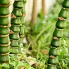 Semi Di Bambù Buddha bamboo (Bambusa ventricosa) | Seeds Shop Store