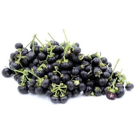 Sementes De Sunberry (Solanum burbankii) | Seeds Shop Store