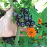 Sementes De Sunberry (Solanum burbankii) | Seeds Shop Store