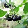 Sementes De Sunberry (Solanum burbankii) | Seeds Shop Store