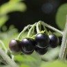 Sementes De Sunberry (Solanum burbankii) | Seeds Shop Store