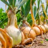 Knight onion seeds | Seeds Shop Store
