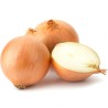 Knight onion seeds | Seeds Shop Store