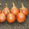 Knight onion seeds | Seeds Shop Store