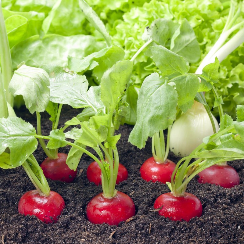 Rettichsamen Alex F1 (getestet in Sibirien) | Seeds Shop Store