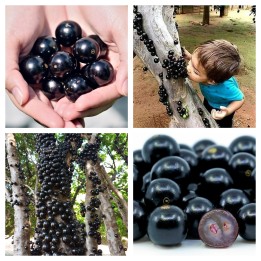 Sementes de Jabuticaba ou Jaboticaba (Plinia cauliflora) - 5.85